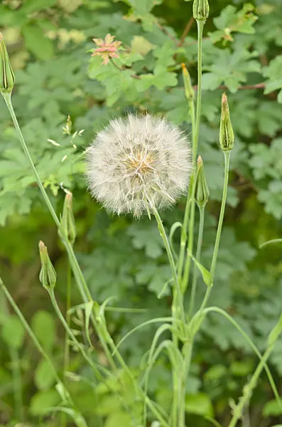 557061 - Meadow salsify (Tragopogon pratensis)