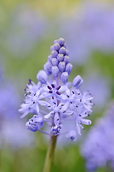 472111 - Meadow squill (Scilla litardierei)
