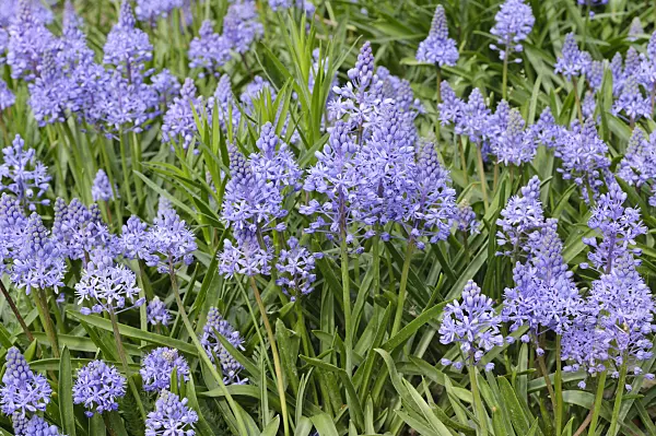 472112 - Meadow squill (Scilla litardierei)
