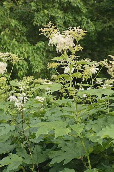 485107 - Meadow sweet (Filipendula kamtschatica)