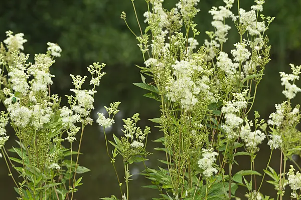 510068 - Meadow sweet (Filipendula ulmaria)