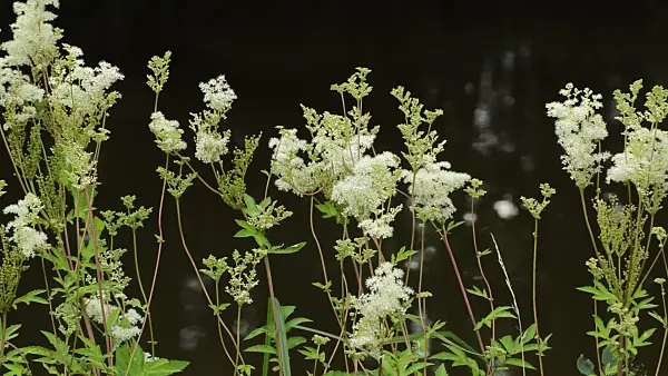 510071 - Meadow sweet (Filipendula ulmaria)