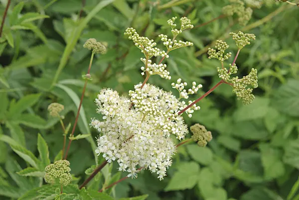518006 - Meadow sweet (Filipendula ulmaria)