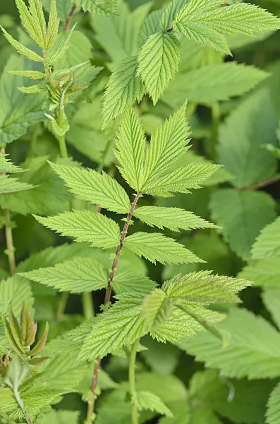 520244 - Meadow sweet (Filipendula ulmaria)