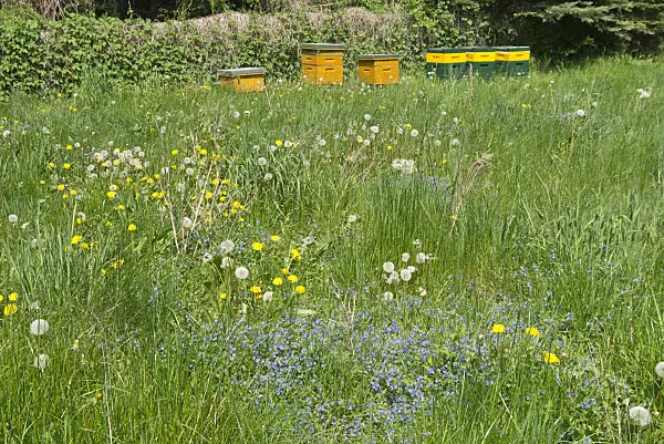 556113 - Meadow with beehives