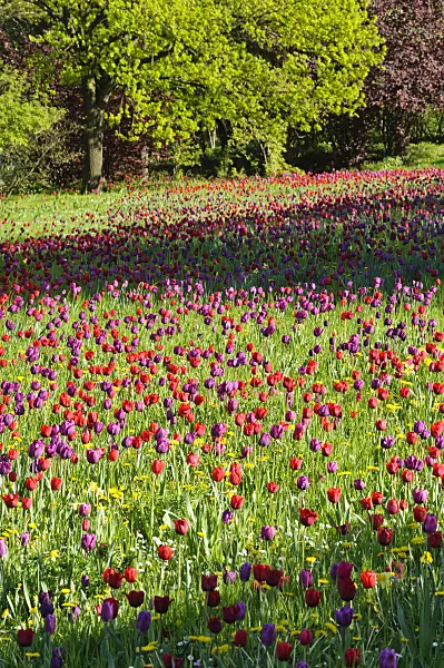 484050 - Meadow with tulips (Tulipa)