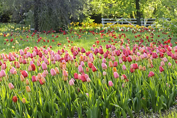 484052 - Meadow with tulips (Tulipa)