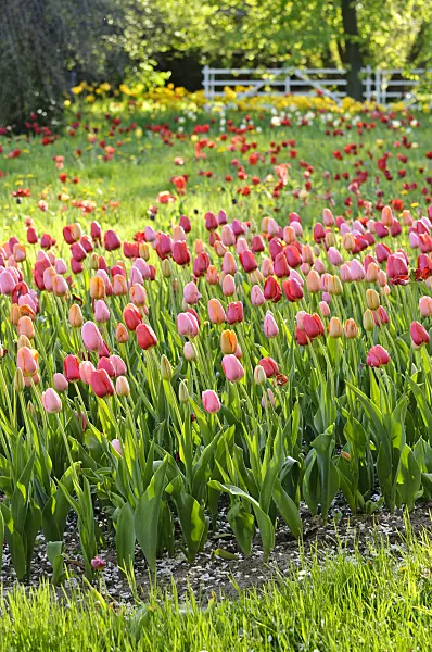 484053 - Meadow with tulips (Tulipa)