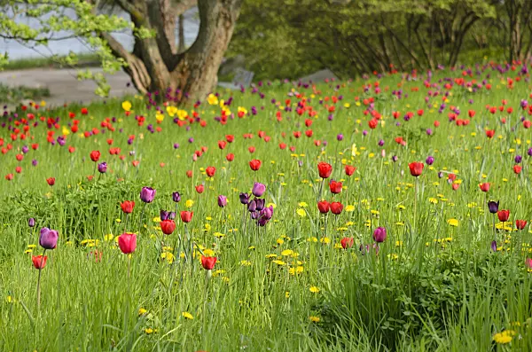 520045 - Meadow with tulips (Tulipa)