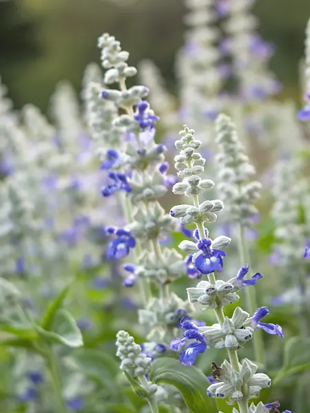 416015 - Mealy sage (Salvia farinacea)