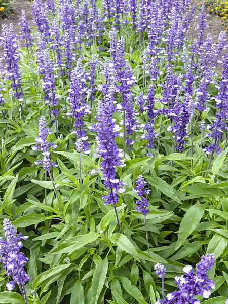 487208 - Mealy sage (Salvia farinacea 'Fairy Queen')