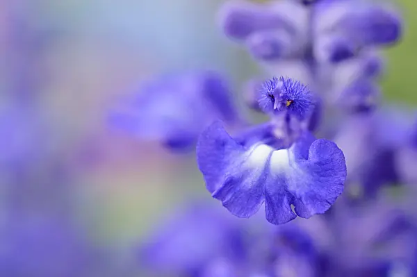 473216 - Mealy sage (Salvia farinacea 'Farina Blue')