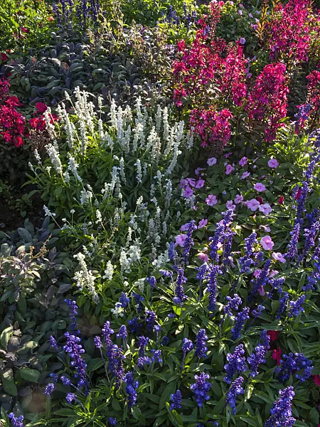 404057 - Mealy sage (Salvia farinacea), lobelia (Lobelia x speciosa) and buzy Lizzie (Impatiens walleriana)