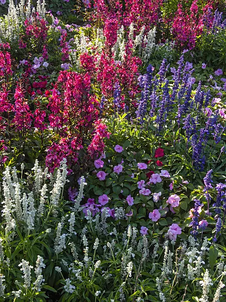 404058 - Mealy sage (Salvia farinacea), lobelia (Lobelia x speciosa) and buzy Lizzie (Impatiens walleriana)