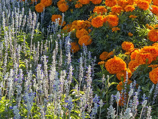 406022 - Mealy sage (Salvia farinacea 'Renaissance') and Mexican marigold (Tagetes erecta 'Queen Orange')