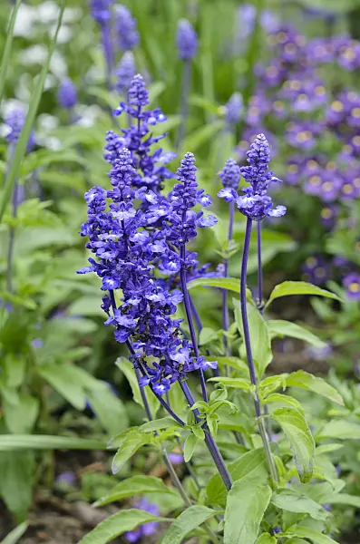 545084 - Mealy sage (Salvia farinacea 'Sallyfun Blue')