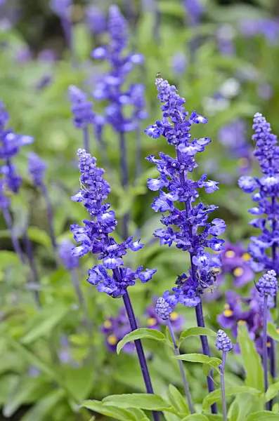 545086 - Mealy sage (Salvia farinacea 'Sallyfun Blue')
