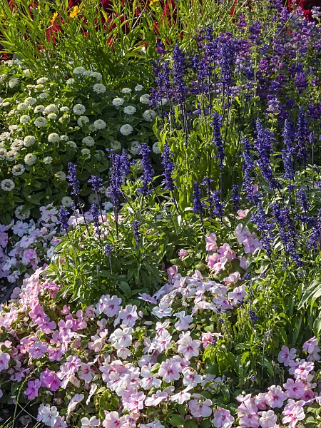 403068 - Mealy sage (Salvia farinacea 'Victoria') and buzy Lizzie (Impatiens walleriana)