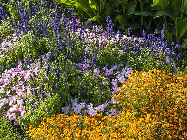 403067 - Mealy sage (Salvia farinacea 'Victoria'), buzy Lizzie (Impatiens walleriana) and marigold (Tagetes)