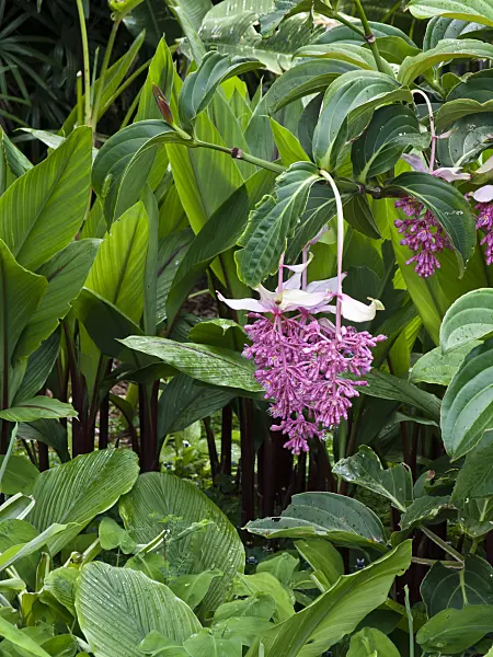 455056 - Medinilla magnifica