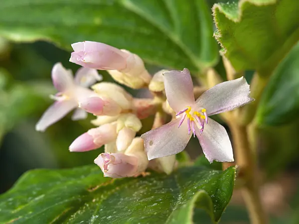 456033 - Medinilla venosa