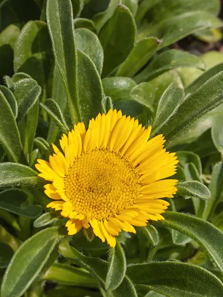 404020 - Mediterranean beach daisy (Asteriscus maritimus)