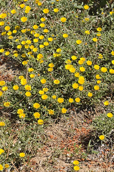 533057 - Mediterranean beach daisy (Asteriscus maritimus)