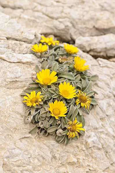 533153 - Mediterranean beach daisy (Asteriscus maritimus)