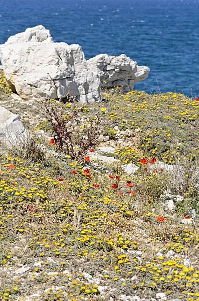 533147 - Mediterranean beach daisy (Asteriscus maritimus) and corn poppy (Papaver rhoeas)
