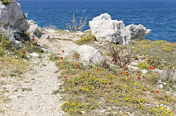533148 - Mediterranean beach daisy (Asteriscus maritimus) and corn poppy (Papaver rhoeas)