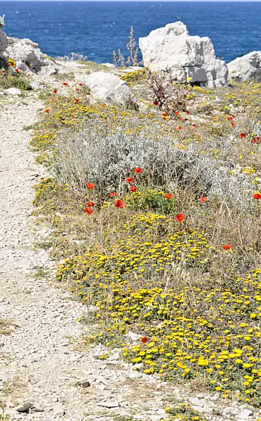 533149 - Mediterranean beach daisy (Asteriscus maritimus) and corn poppy (Papaver rhoeas)