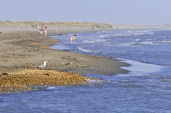 557270 - Mediterranean coast, Camargue, France