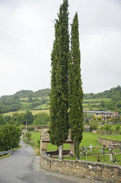 535398 - Mediterranean cypress (Cupressus sempervirens 'Stricta')