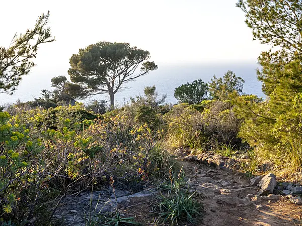 424038 - Mediterranean garrigue vegetation with stony path in hilly landscape, Mallorca, Spain