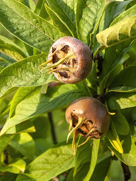 464036 - Medlar (Mespilus germanica)