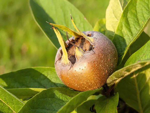 464037 - Medlar (Mespilus germanica)