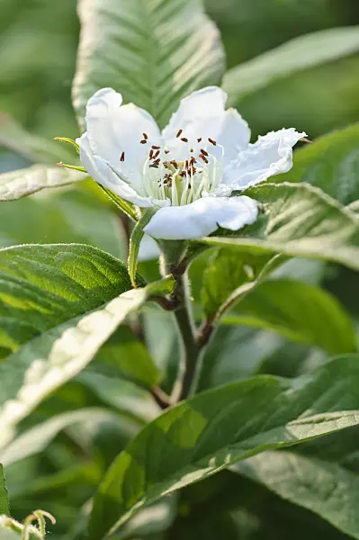 472078 - Medlar (Mespilus germanica)