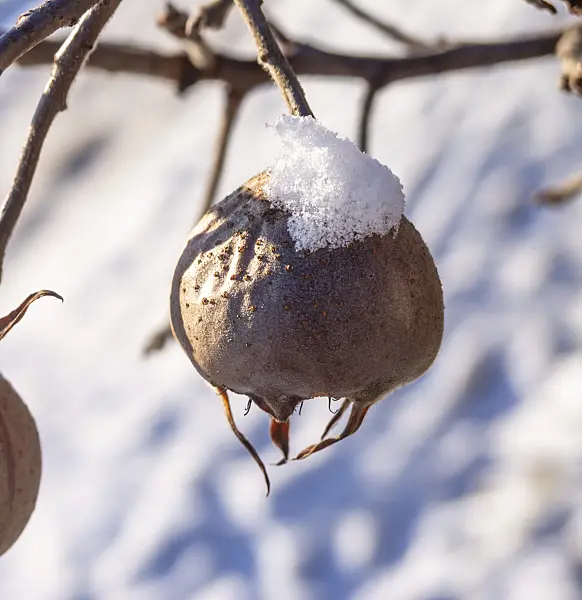515013 - Medlar (Mespilus germanica)