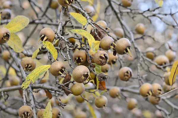 526019 - Medlar (Mespilus germanica)