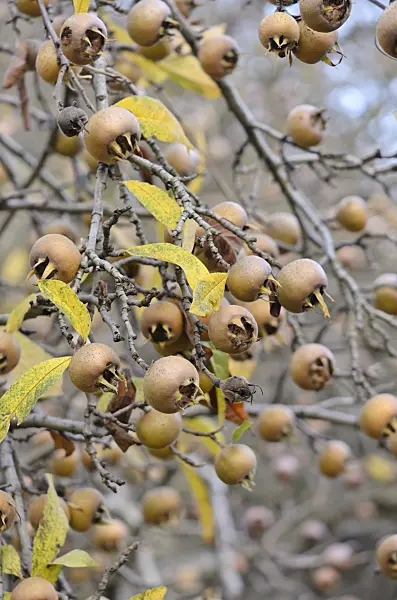 526020 - Medlar (Mespilus germanica)