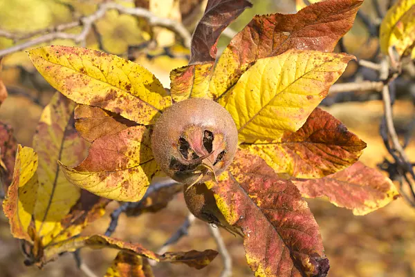 550017 - Medlar (Mespilus germanica)