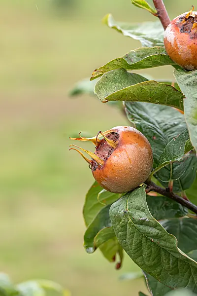 664264 - Medlar (Mespilus germanica 'Großfrüchtige von Nottingham')