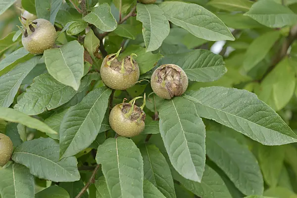 547207 - Medlar (Mespilus germanica 'Westerveld')