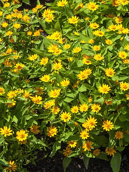 439271 - Melampodium paludosum