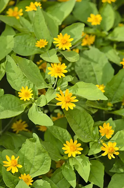 523012 - Melampodium paludosum 'Derby'