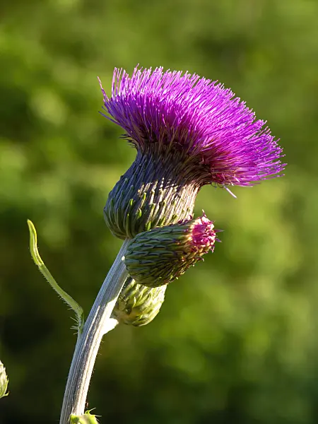 438223 - Melancholy thistle (Cirsium heterophyllum)