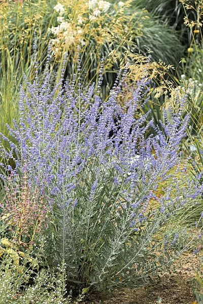664293 - Meldenblättrige Perovskie (Perovskia atriplicifolia 'Blue Spire')