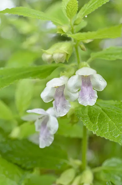 508052 - Mélitte à feuilles de mélisse (Melittis melissophyllum)