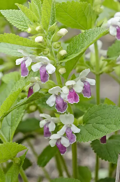 520217 - Mélitte à feuilles de mélisse (Melittis melissophyllum)