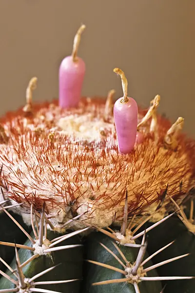 369020 - Melocactus